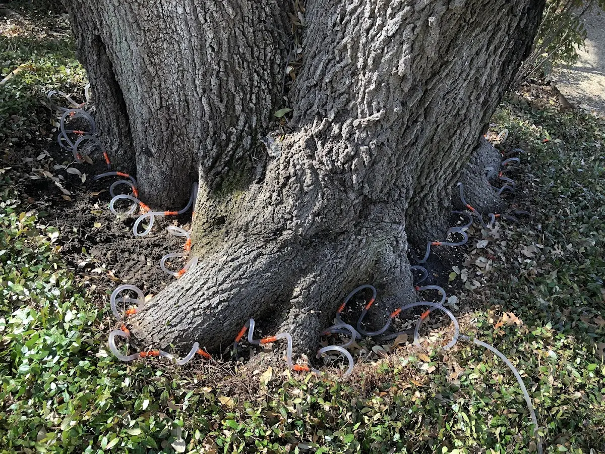 Detailed Tree Cabling and Bracing job site in Arizona City