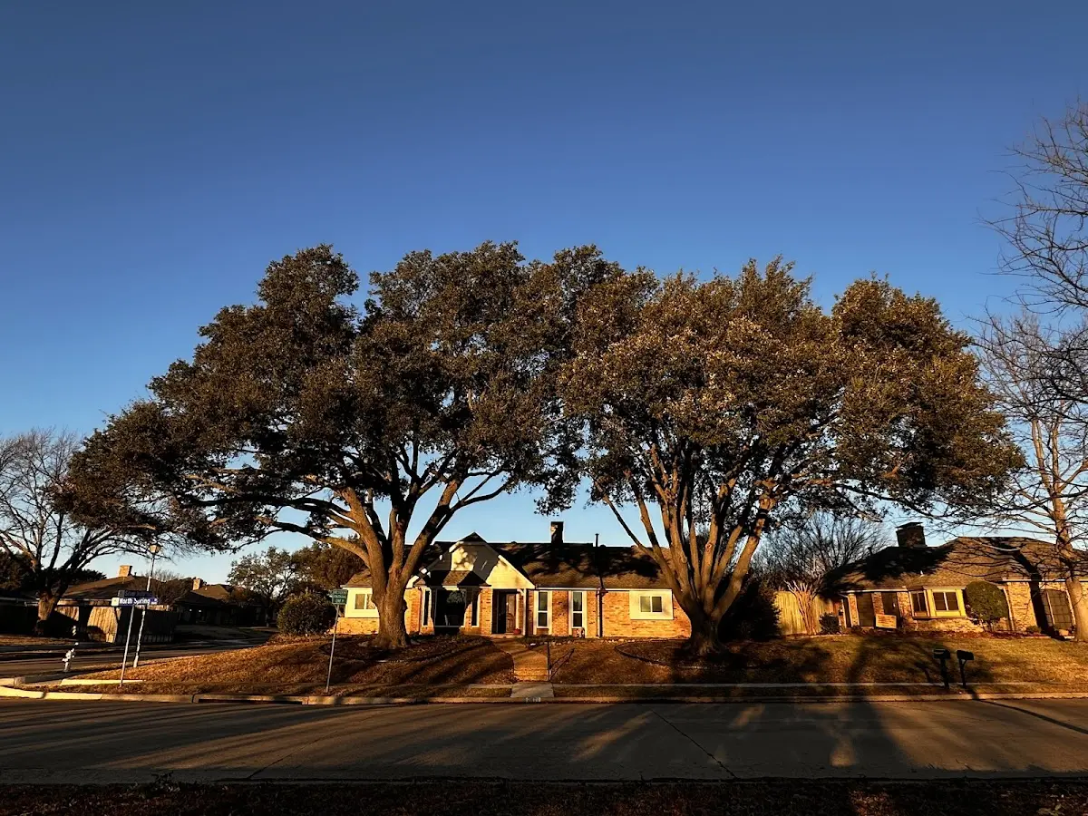 Established residential canopy tree shading a home in Arizona City