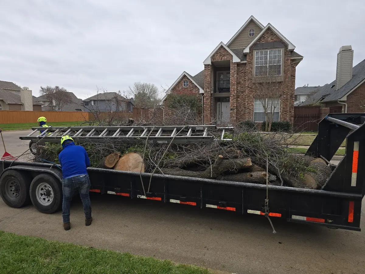 Expert Tree Removal with proper safety equipment in Arizona City